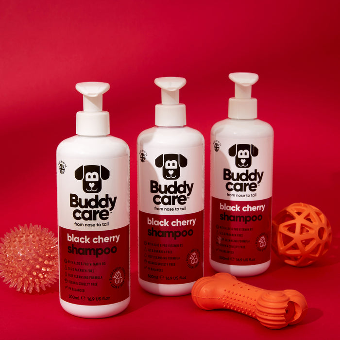 Buddycare Black Cherry dog shampoo being used during a dog bath