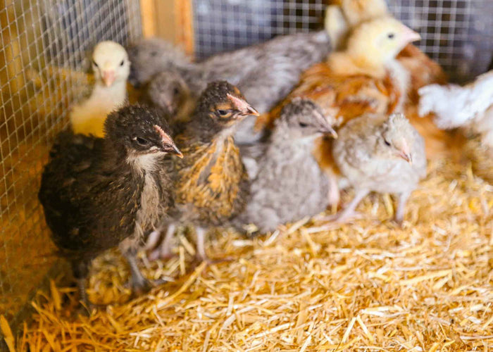 Chicksoft 16kg wheat straw poultry bedding, third photograph in the product gallery