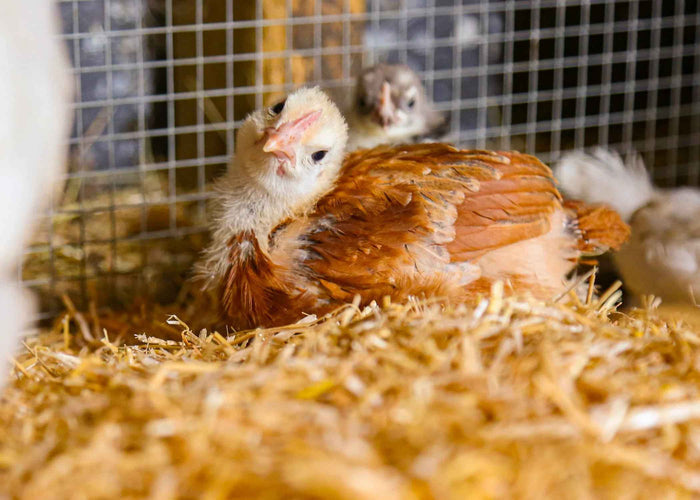 Chicksoft 16kg wheat straw poultry bedding, fifth photograph in the product gallery
