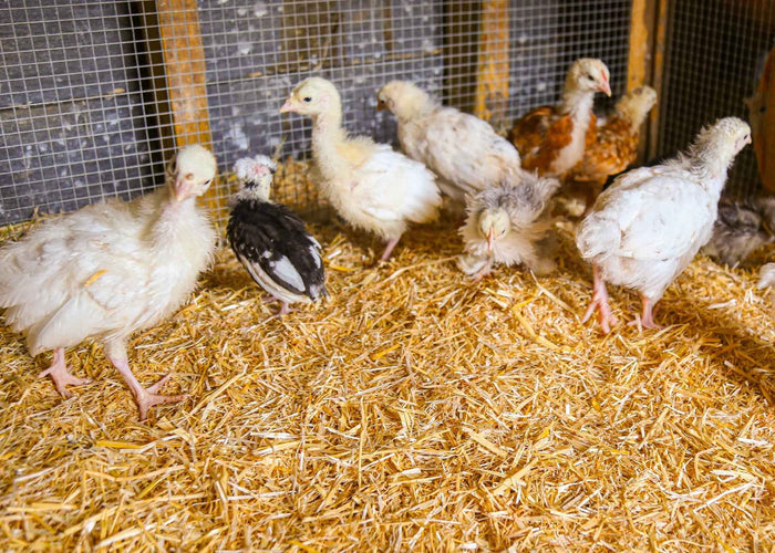 Chicksoft 16kg wheat straw poultry bedding, eighth photograph in the product gallery