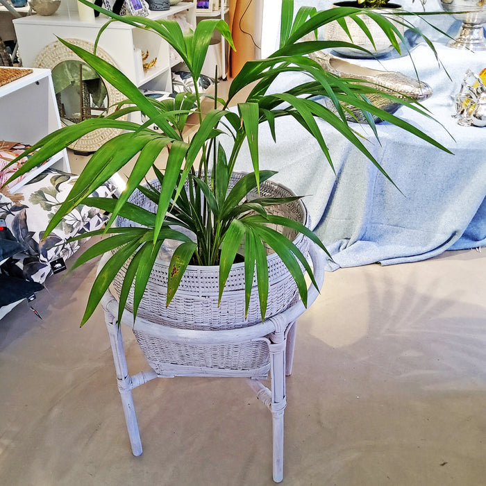 Kentia Palm 20cm
