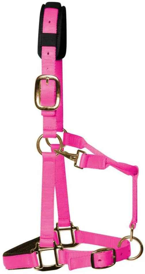 KM Elite padded headcollar in hot pink, Medium Cob size, showing the padded noseband and brass-colour fittings