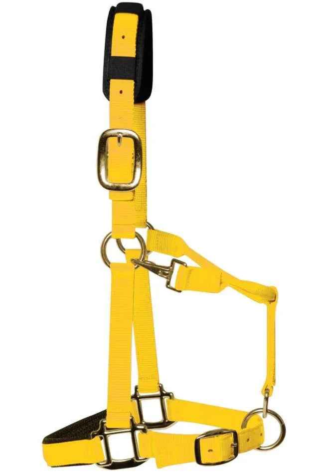 KM Elite padded headcollar in yellow nylon with brass-colour fittings