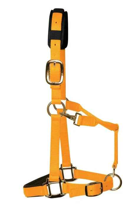 KM Elite luxury padded headcollar in bright orange nylon with brass-colour fittings