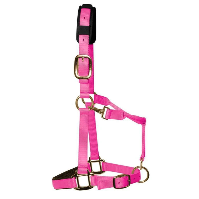 KM Elite padded headcollar in hot pink, XXS colt size, with padded noseband and brass-colour hardware