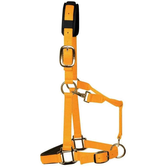 KM Elite padded headcollar in orange, Medium Cob size, with padded noseband and brass-colour buckles