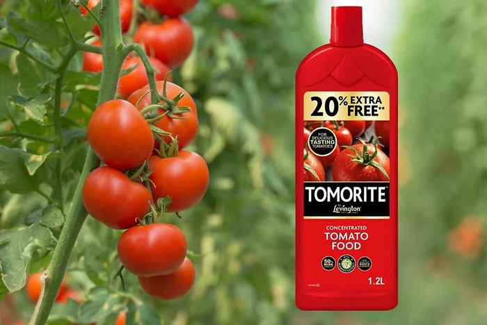 Further product view of Levington Tomorite concentrated tomato food with 20% extra free