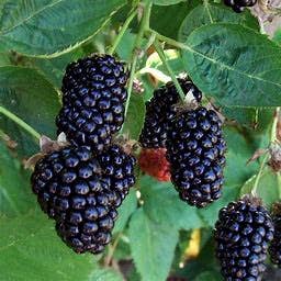 Simply Marionberry Jam