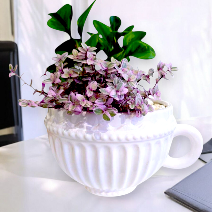 Teacup potted Plant