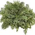The Rose of Jericho Flower – view 2