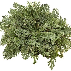 The Rose of Jericho Flower – view 2